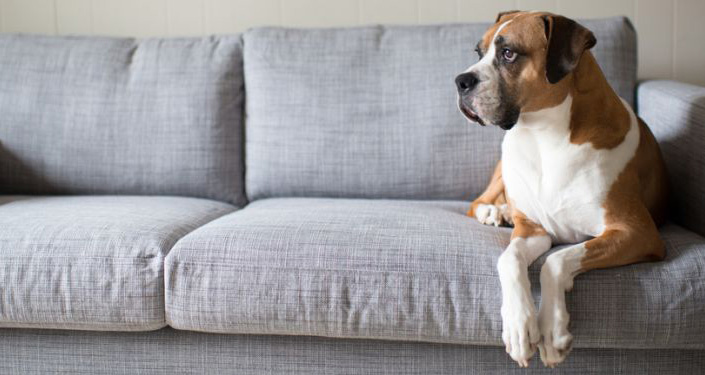 4 signs your furniture needs upholstery cleaning