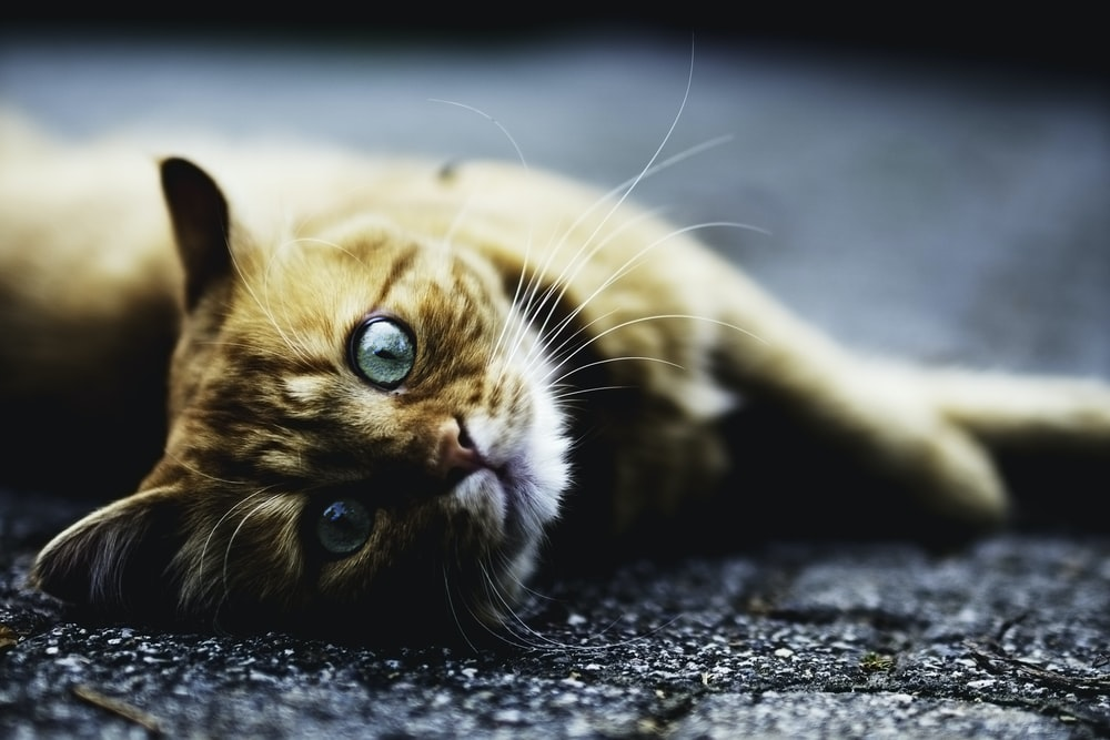 A pet cat lying on a carpet