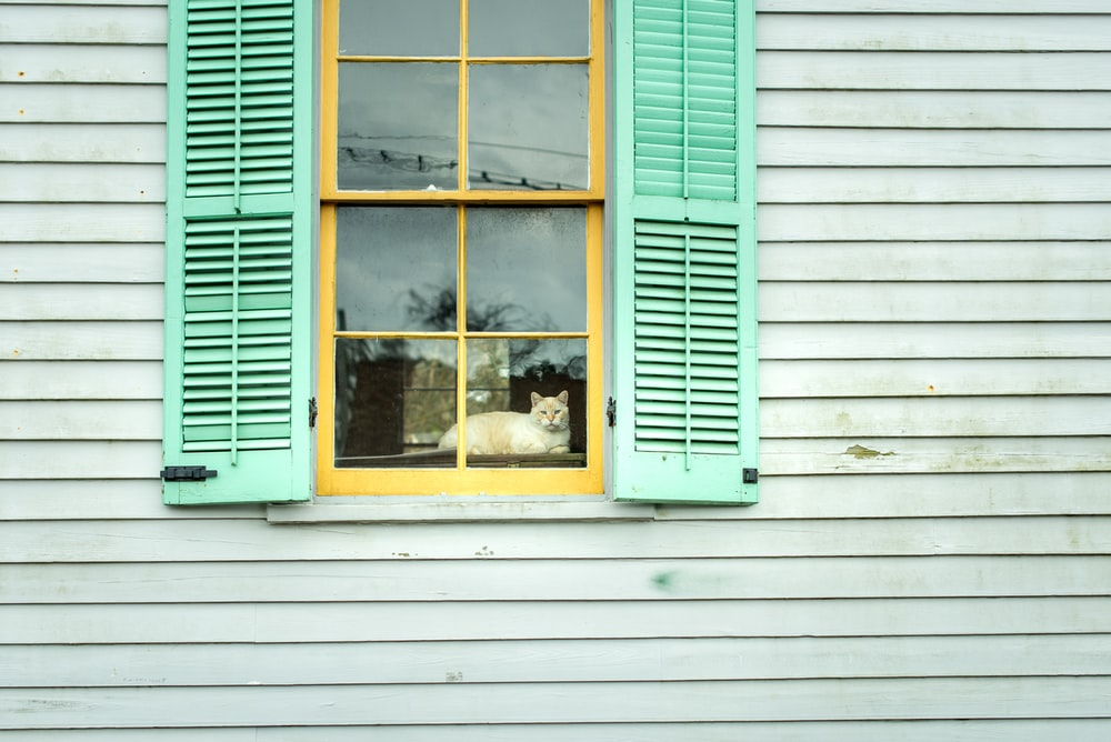 A Green-painted House Siding Needing Residential Pressure Washing and a Window Featuring a House Cat