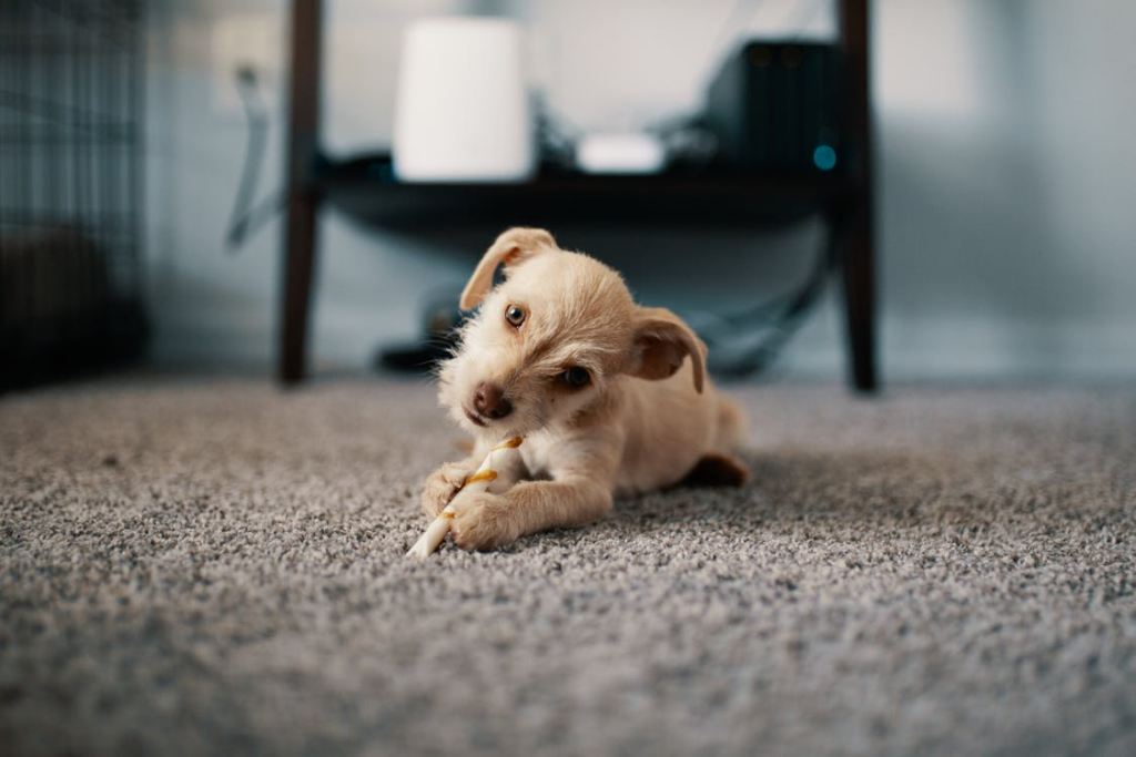 A small puppy lying on a carpet