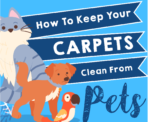 How To Keep Your Carpets Clean From Pets - Infograph