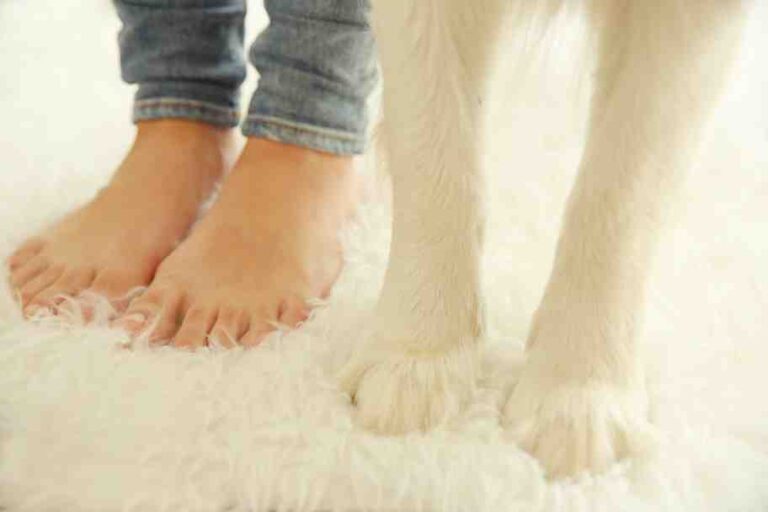 Professional Carpet Cleaning For Home With Pets